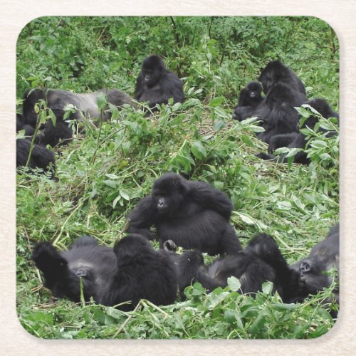 Mountain gorilla group coaster