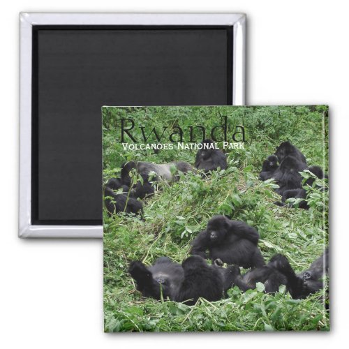 Mountain gorilla group in Rwanda text magnet