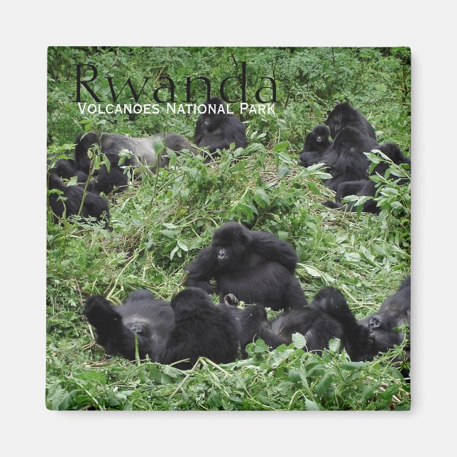Mountain gorilla group in Rwanda text magnet (Front)