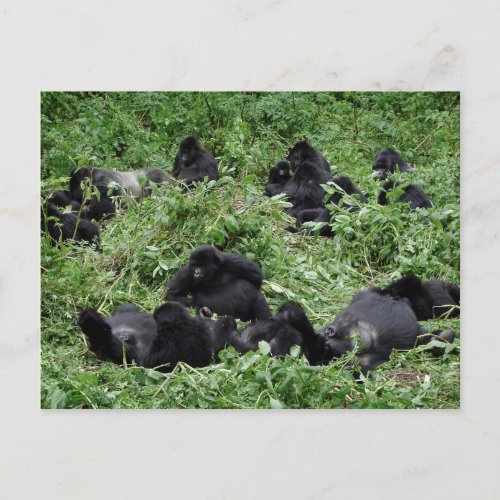 Mountain gorilla group postcard