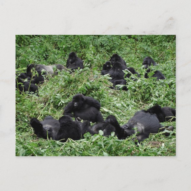 Mountain gorilla group postcard (Front)