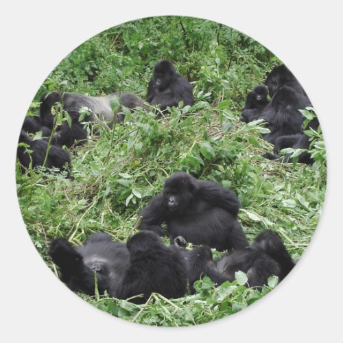 Mountain gorilla group round sticker