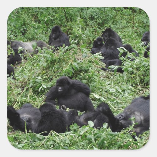 Mountain gorilla group square sticker