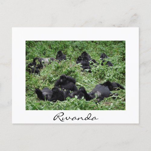 Mountain gorilla group white border postcard