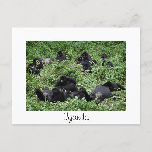 Mountain gorilla group white Uganda postcard
