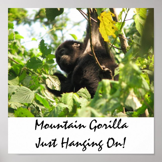 Mountain Gorilla Just Hanging On! Poster (Front)