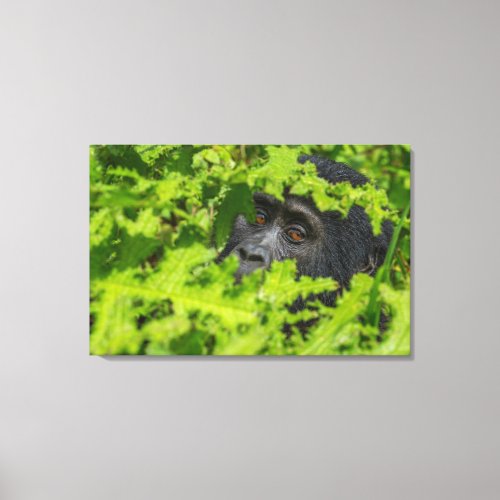 Mountain Gorilla Peeking Through Vegetation Canvas Print