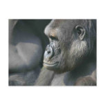 Mountain Gorilla Postcard