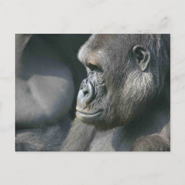 Mountain Gorilla Postcard (Front)