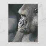 Mountain Gorilla Postcard