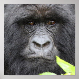 Mountain Gorilla Poster