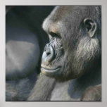 Mountain Gorilla Poster Print