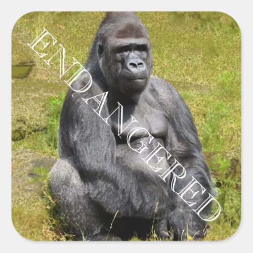Mountain Gorilla Sticker