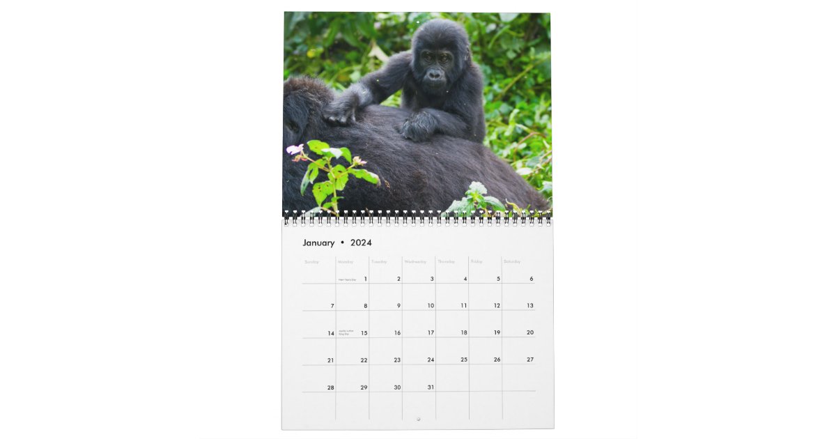 Mountain Gorillas of Uganda Calendar Zazzle