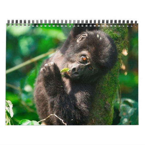 Mountain Gorillas of Uganda Calendar