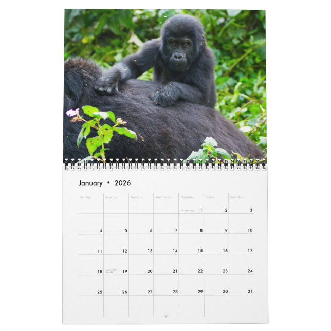 Mountain Gorillas of Uganda Calendar (Jan 2026)