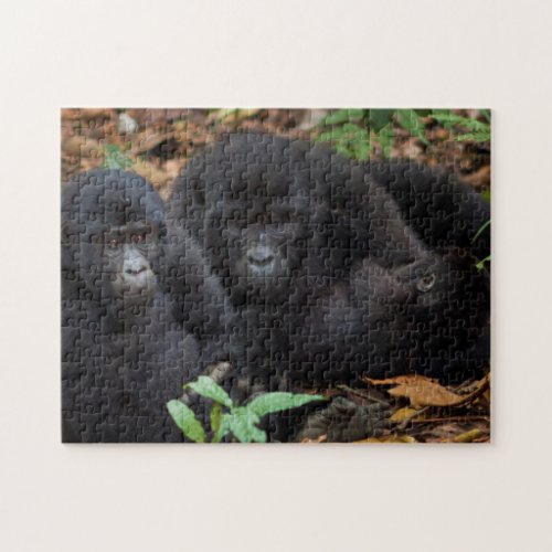 Mountain Gorillas Volcanoes National Park Jigsaw Puzzle