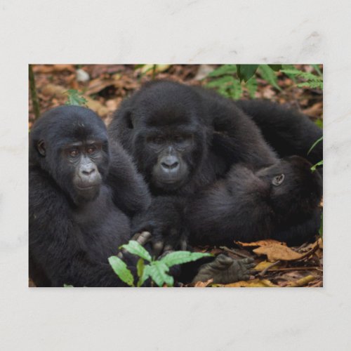 Mountain Gorillas Volcanoes National Park Postcard