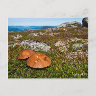 Mountain landscape photo postcard. Norway Postcard