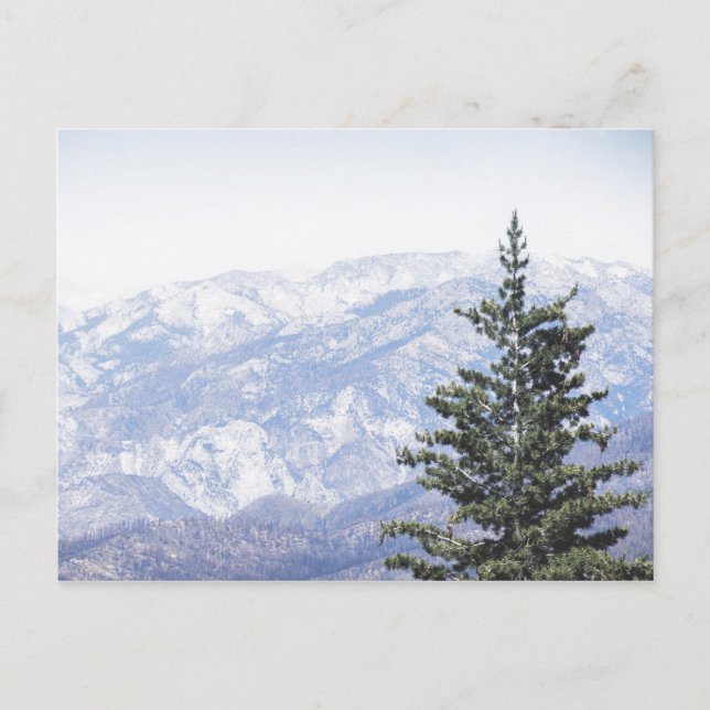 Mountain Landscape with Pine | Postcard (Front)