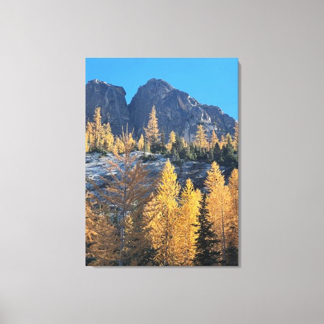 Mountain Larches Canvas Print (Front)