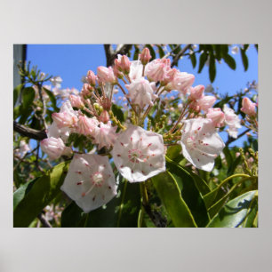 Mountain Laurel 46 ~ print