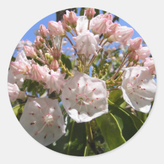 Mountain Laurel 46 ~ sticker