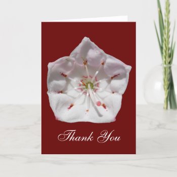 Mountain Laurel 48 ~ Card by Andy2302 at Zazzle