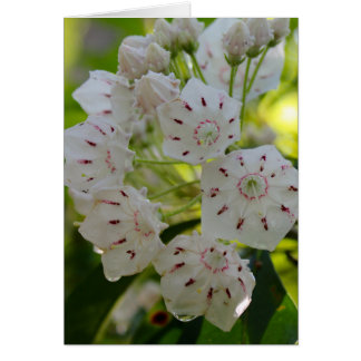 Mountain Laurel, after the rain Cards