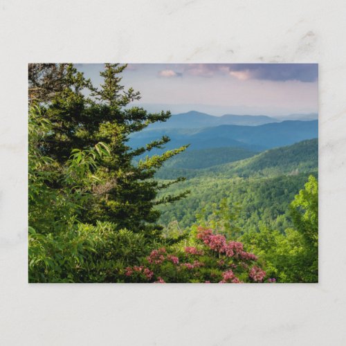 Mountain Laurel at Sunrise Postcard