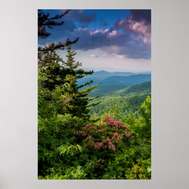 Mountain Laurel at Sunrise Poster (Front)