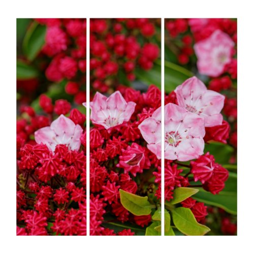 Mountain Laurel Beauty with a Price Triptych