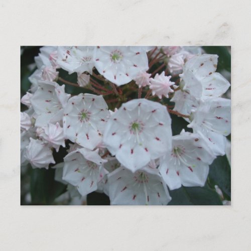 Mountain Laurel Blossoms Postcard