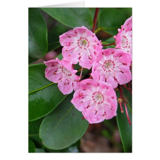 Mountain Laurel Flowers Cards (Front)
