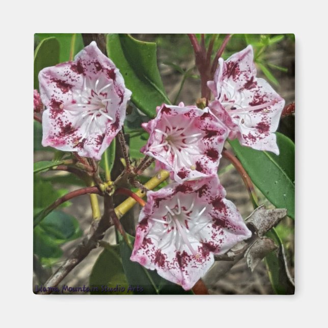Mountain Laurel Flowers Magnet (Front)