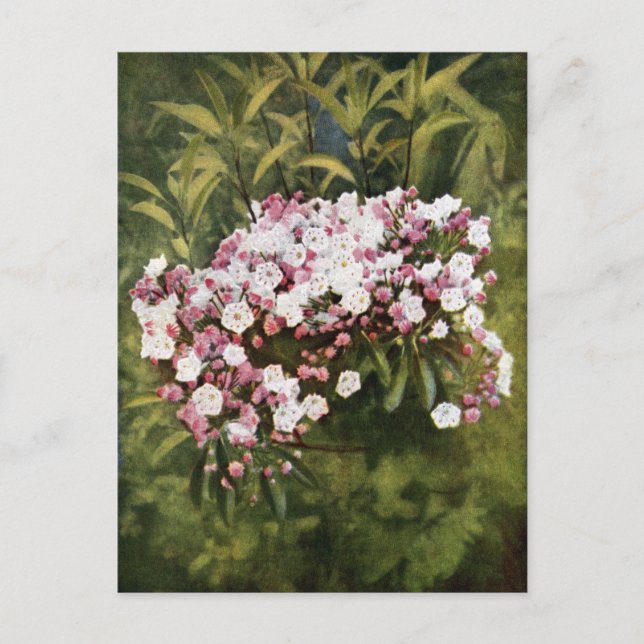 Mountain Laurel Flowers Postcard (Front)