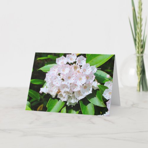 Mountain Laurel Greeting Card