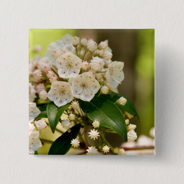 Mountain Laurel in bloom Button (Front)