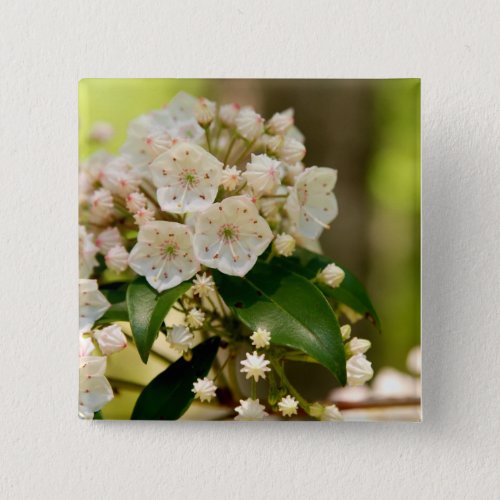 Mountain Laurel in bloom Button