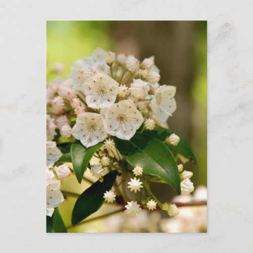 Mountain Laurel in bloom Postcard