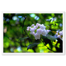 Mountain Laurel in Spring