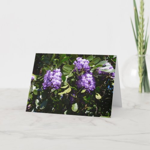 Mountain Laurel in Sunlight Card