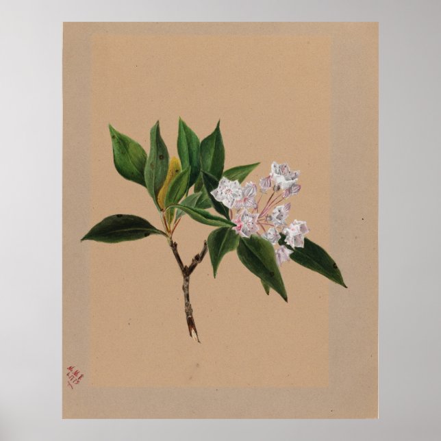 Mountain Laurel (Kalmia latifolia) Poster (Front)