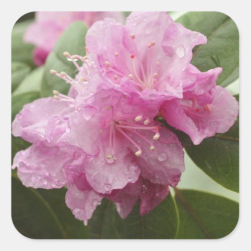 Mountain laurel photo square sticker