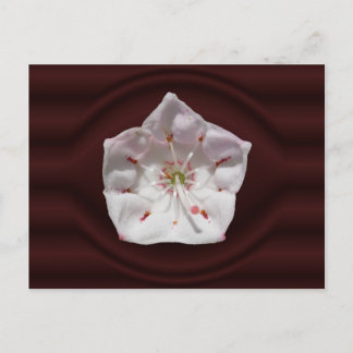 Mountain Laurel porthole ~ postcard