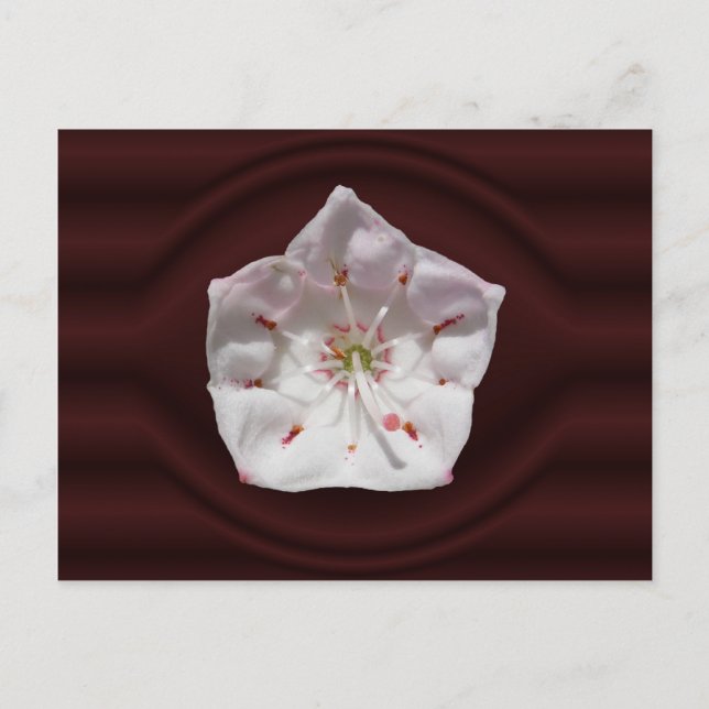 Mountain Laurel porthole ~ postcard (Front)