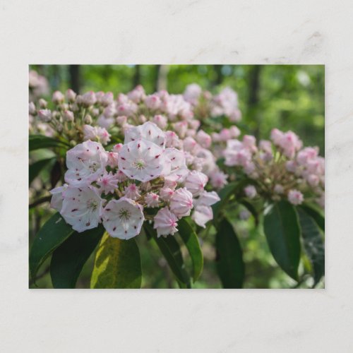 Mountain Laurel Wildflower Postcard