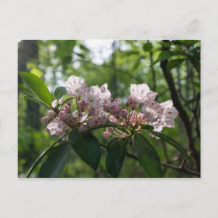 Mountain Laurel Wildflower Postcard