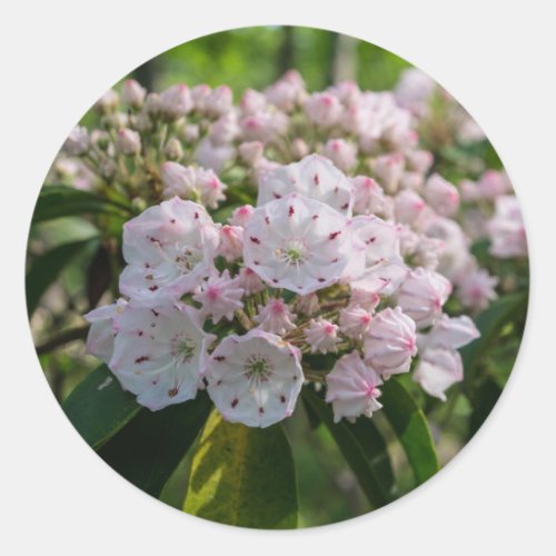 Mountain Laurel Wildflower Sticker