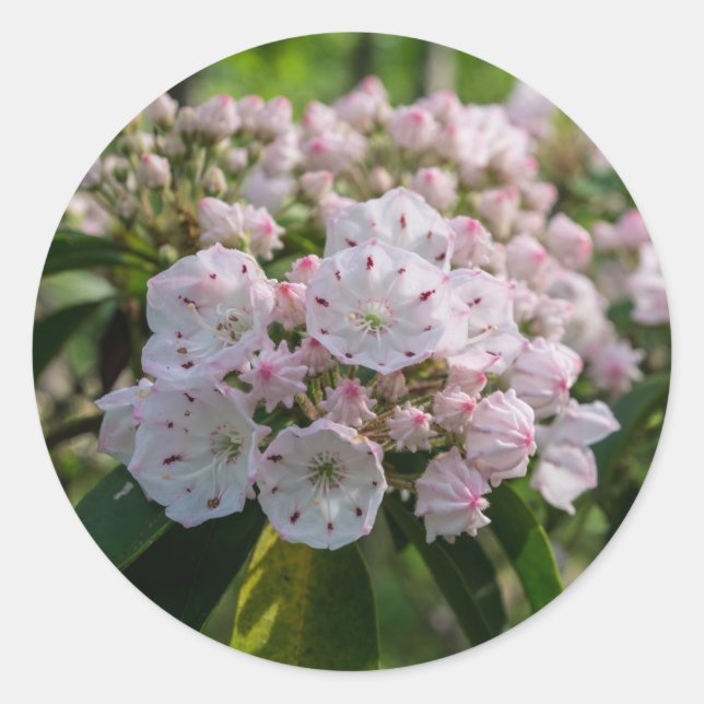 Mountain Laurel Wildflower Sticker (Front)